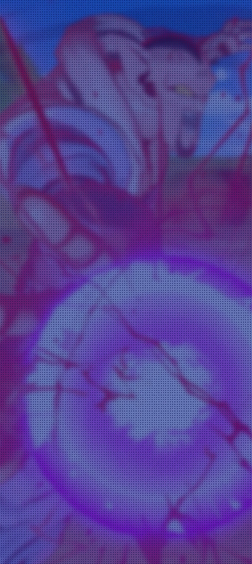 Dabura